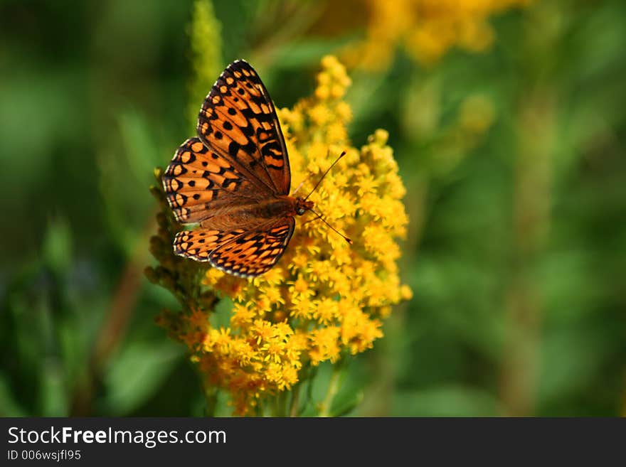 Butterfly On Wildflower, Idaho Forest