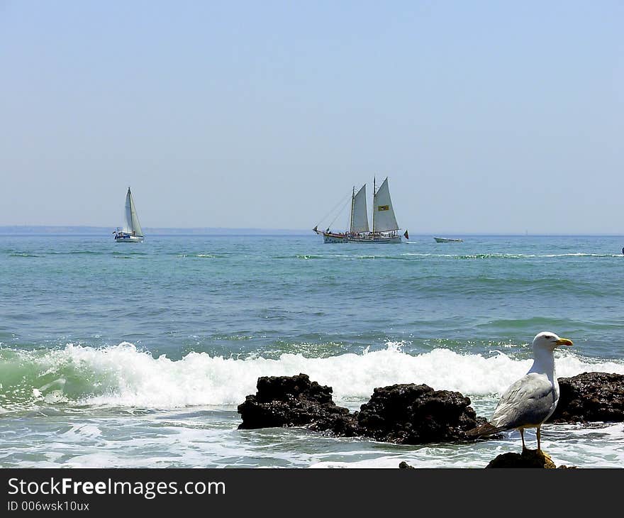 Gull  together to the sea and rocks in Lakes(Lagos), Algarve. Gull  together to the sea and rocks in Lakes(Lagos), Algarve.