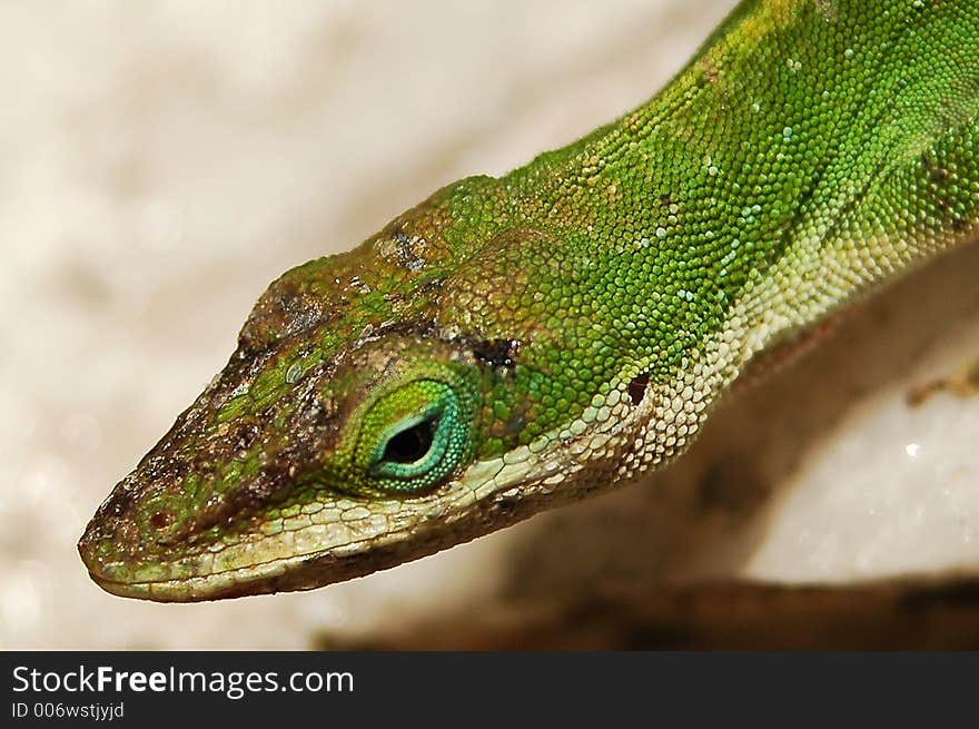 Green Anole