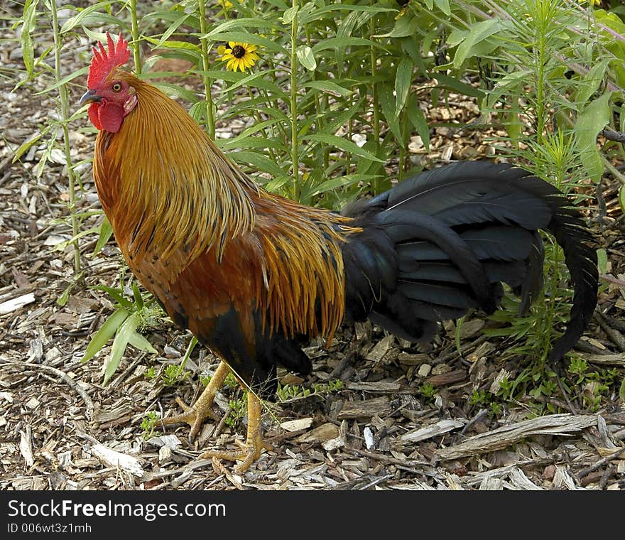 Rooster in Early Morning Sun