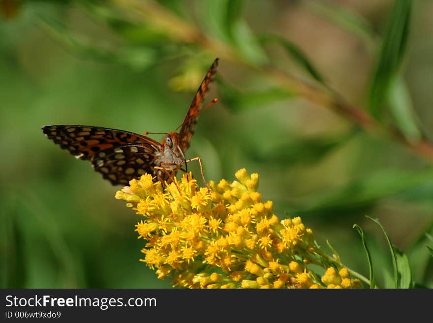 Butterfly On Wildflower, Idaho Forest. Butterfly On Wildflower, Idaho Forest