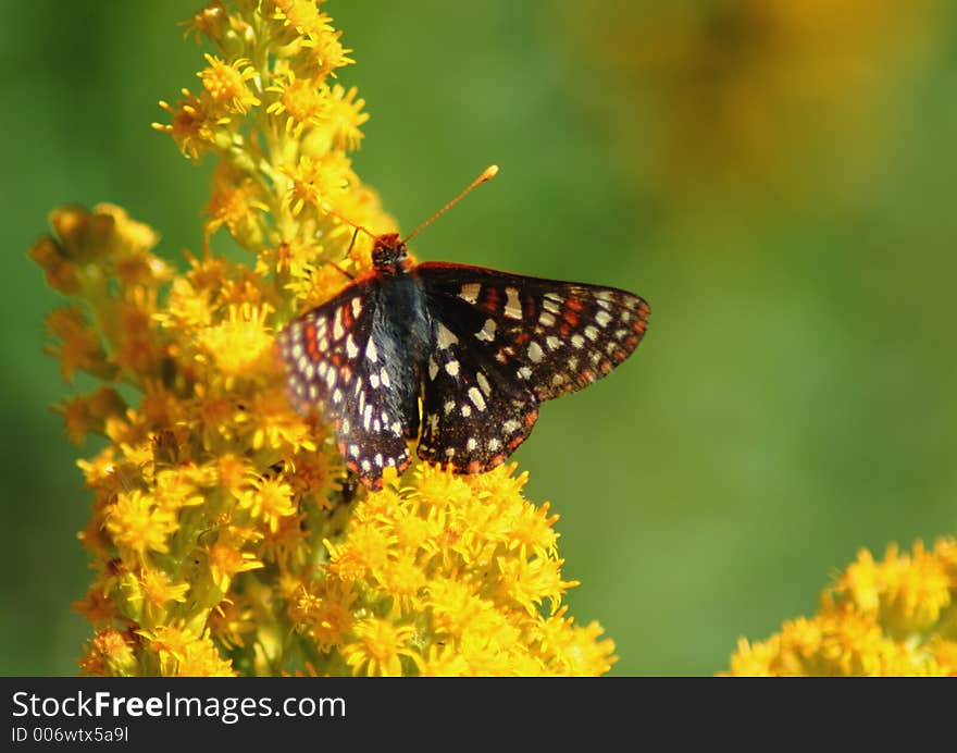 Butterfly On Wildflower 4