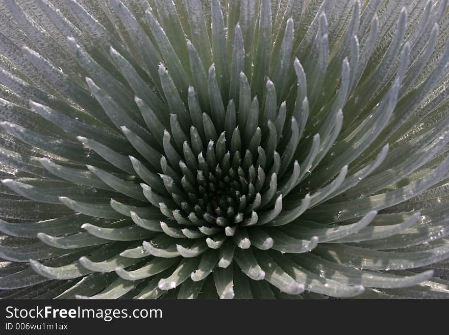 The silversword can only be found at the top of Haleakala Crater on Maui. It's very beautiful and reminds me of a blooming onion :)