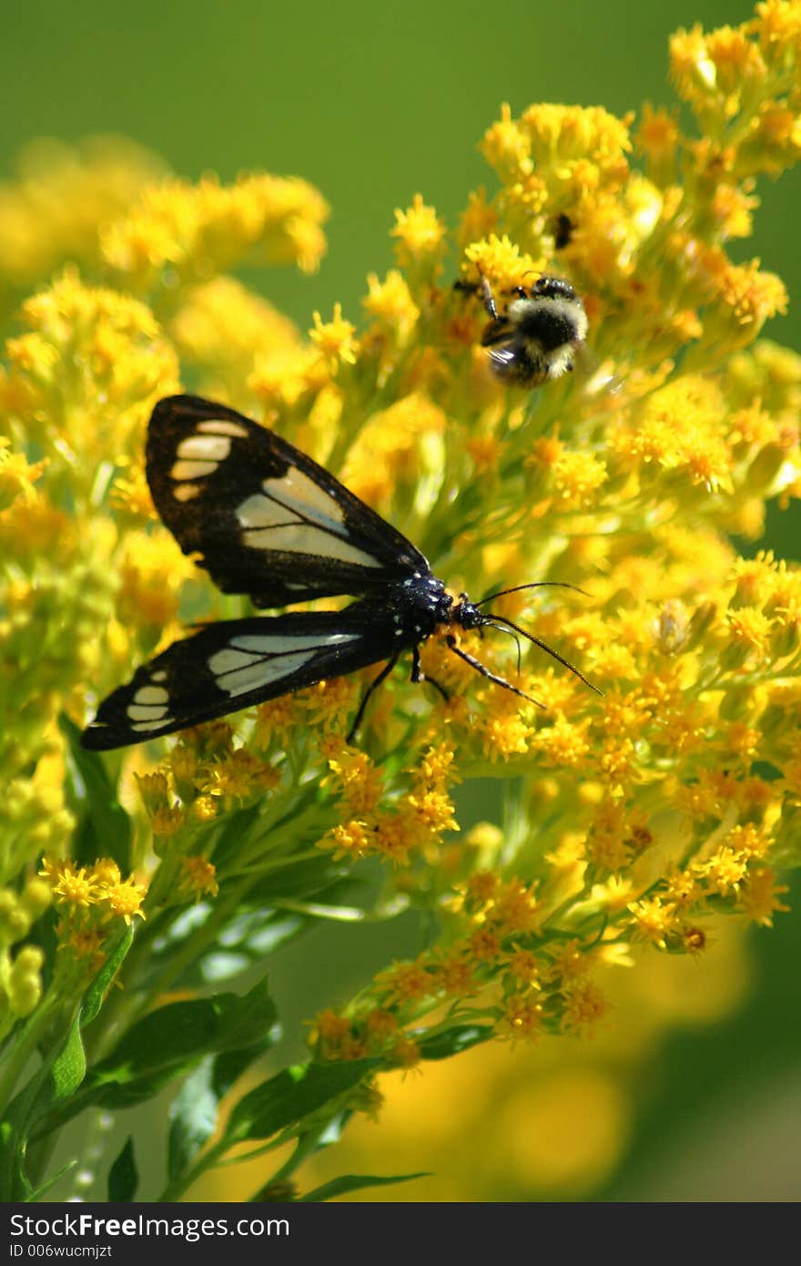 Butterfly on wildflower, Idaho forest. Butterfly on wildflower, Idaho forest