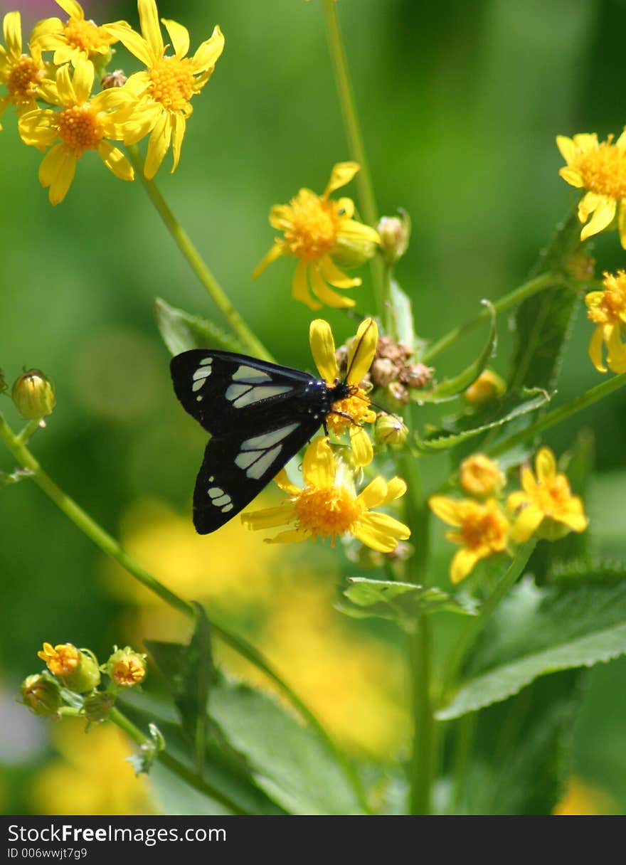 Butterfly On Wildflower, Idaho Forest. Butterfly On Wildflower, Idaho Forest