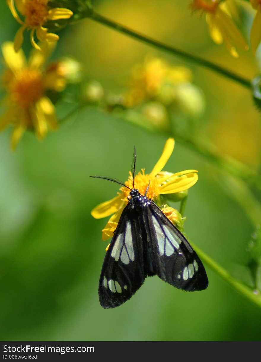 Butterfly On Wildflower, Idaho Forest. Butterfly On Wildflower, Idaho Forest