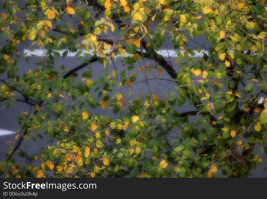 Tree by the road. Tree by the road