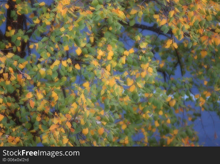 Yellow And Green Leaves