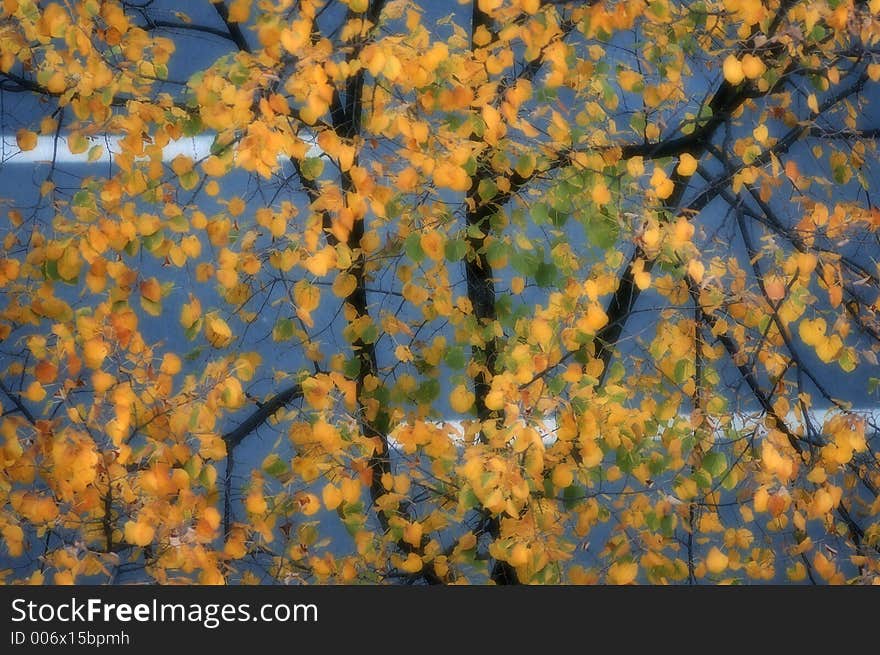 Yellow And Green Leaves2