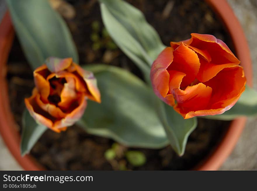 Orange Flower