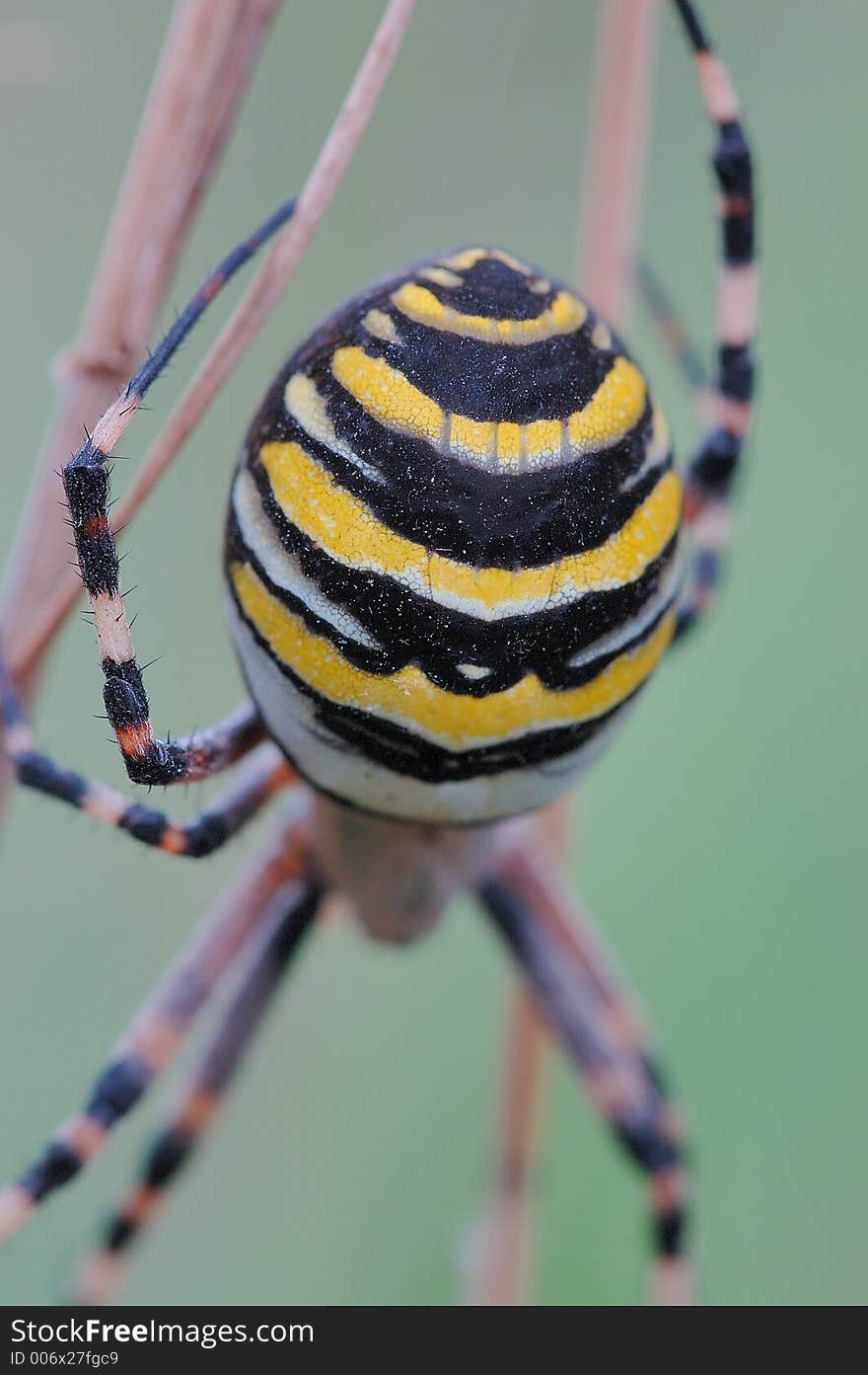 Argiope Spider