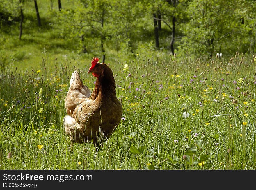 Portrait of a rooster near my house. Portrait of a rooster near my house