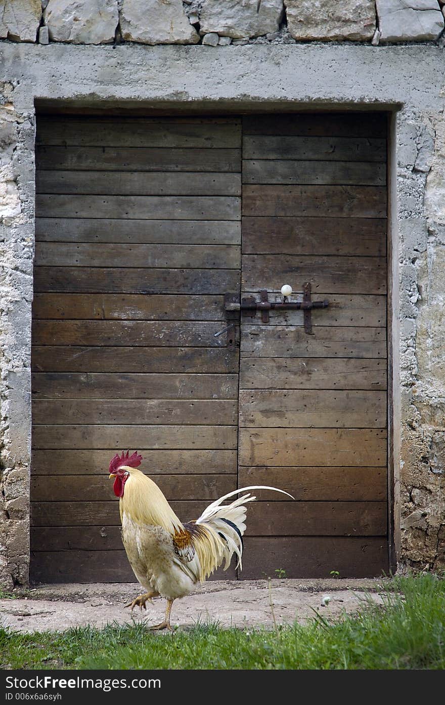 Cock in fron of the door