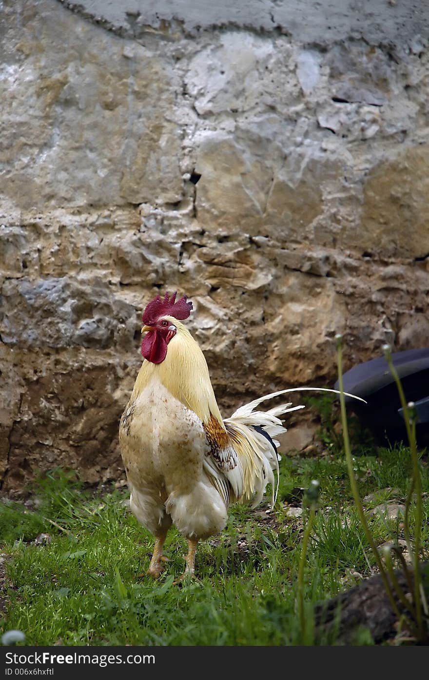 Portrait of a rooster near my house. Portrait of a rooster near my house