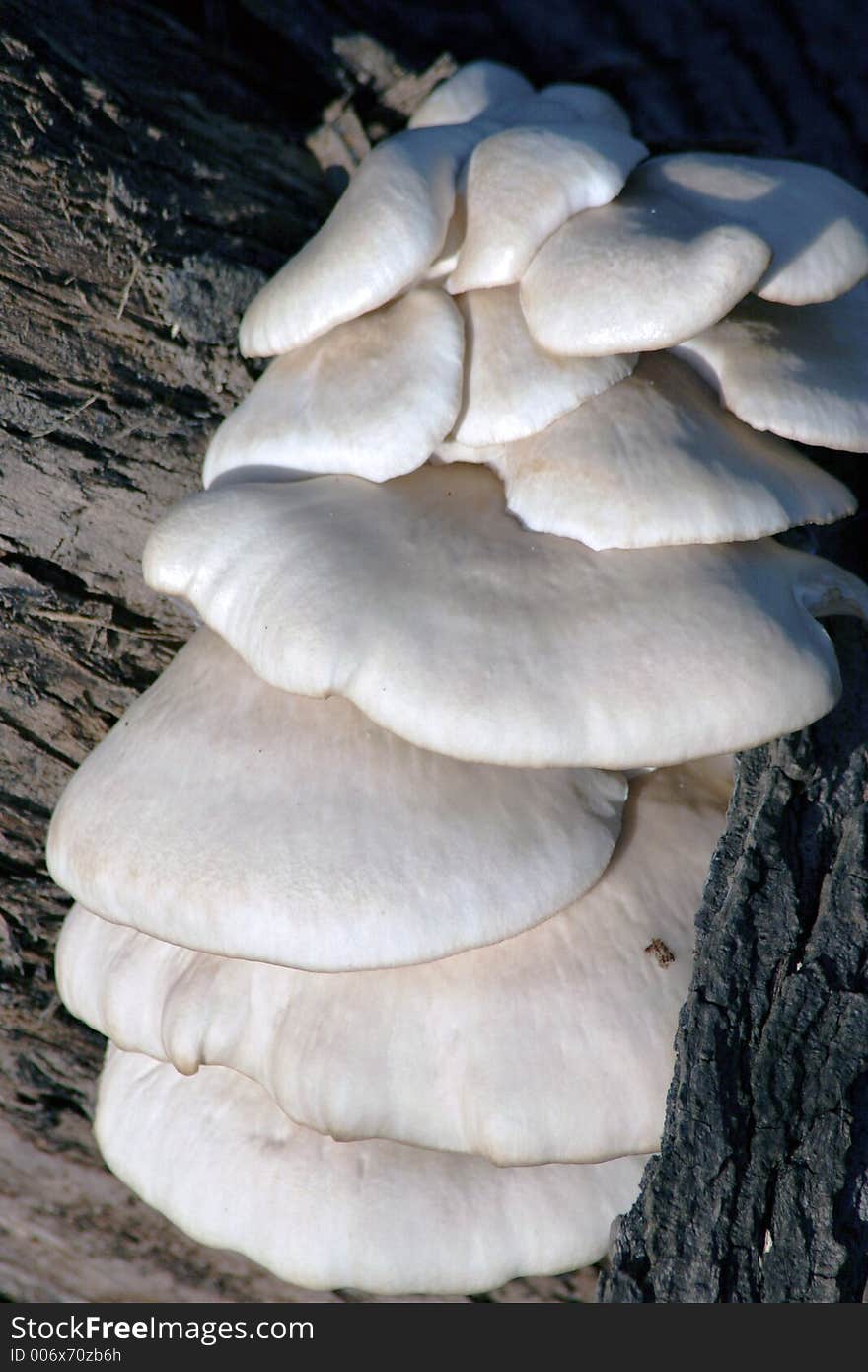 Stacked mushrooms