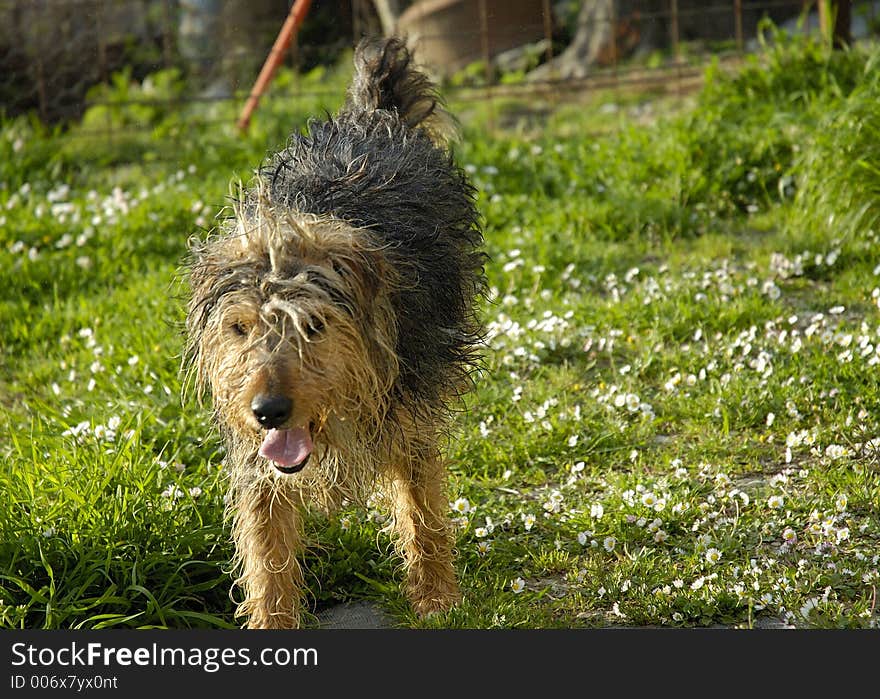 Dog on the grass near our house. Dog on the grass near our house