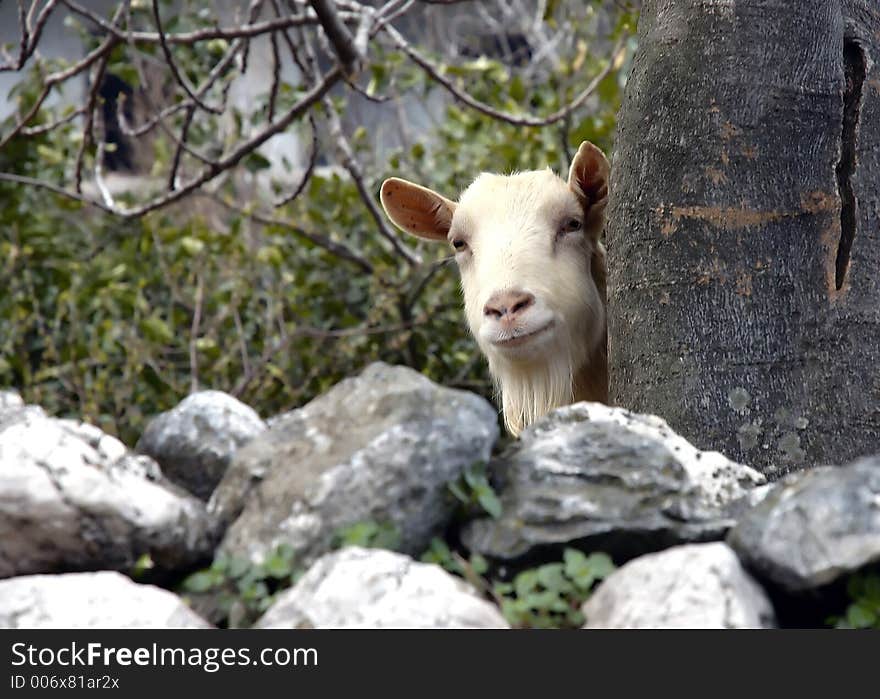 Goats is hiding behind the rocks. Goats is hiding behind the rocks