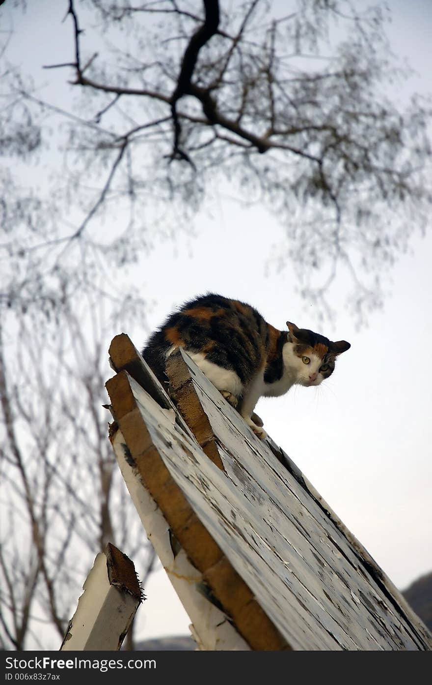 Cat in nature in tivat. Cat in nature in tivat