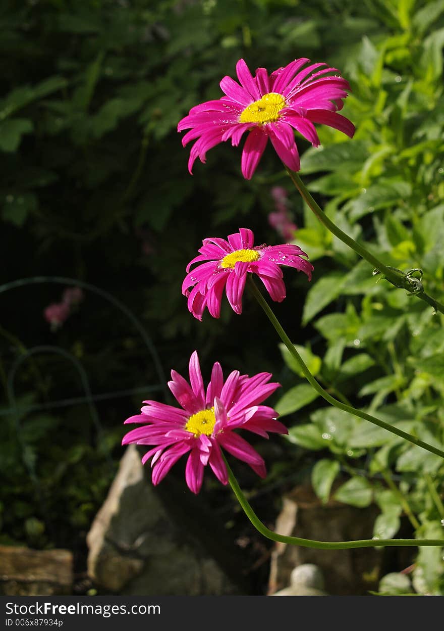 Pink Daisies