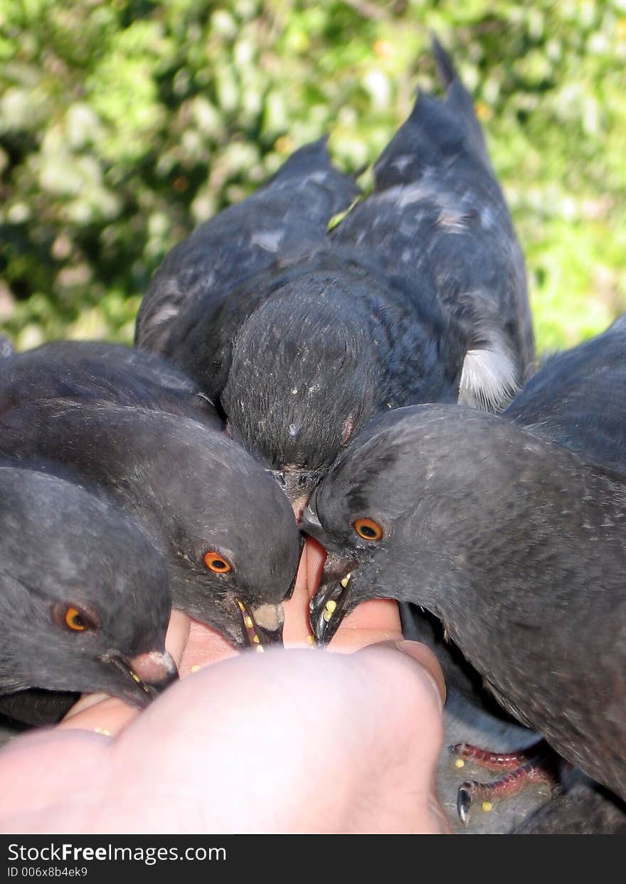 Doves eating millet from hand