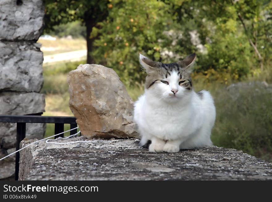 Cat on the rock