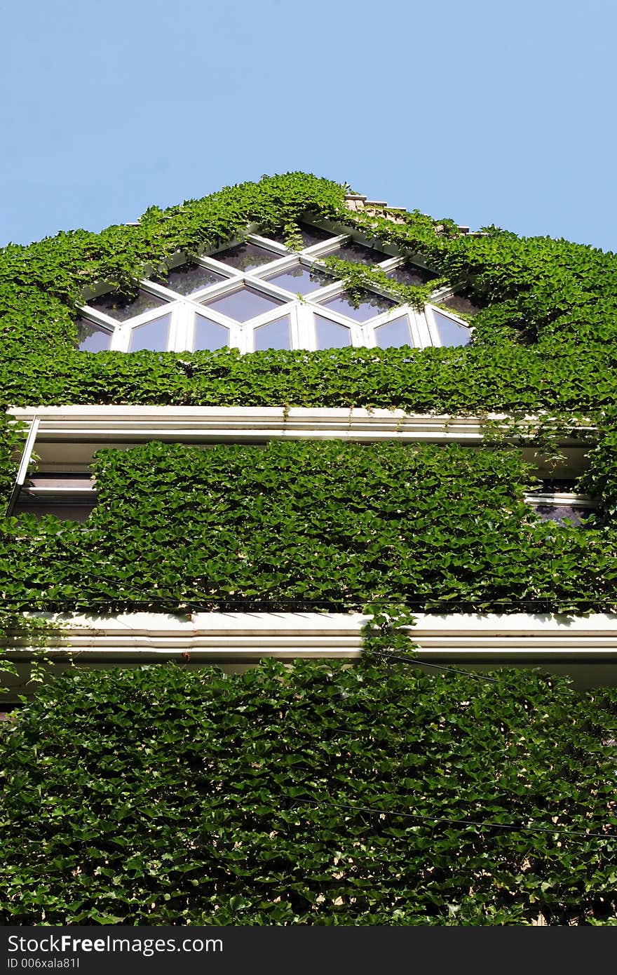 House covered in vines. House covered in vines