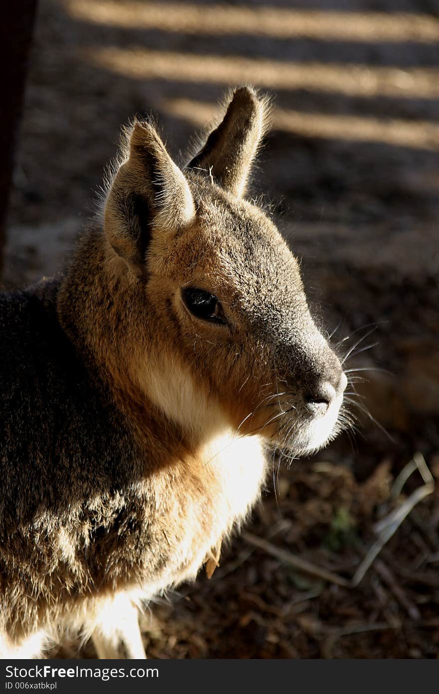 Small animal with rabbit like features. Small animal with rabbit like features.