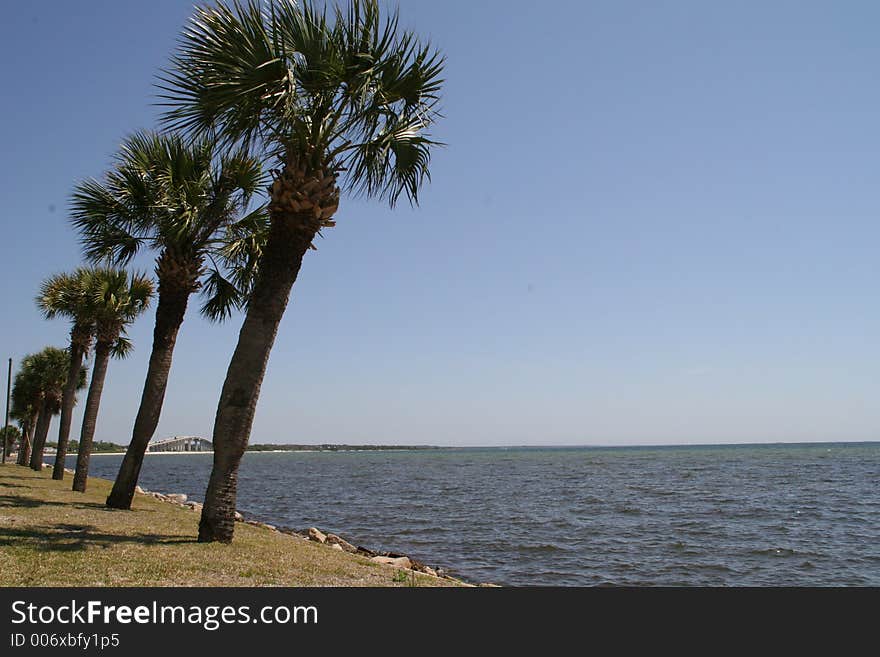 Palm Trees By The Water