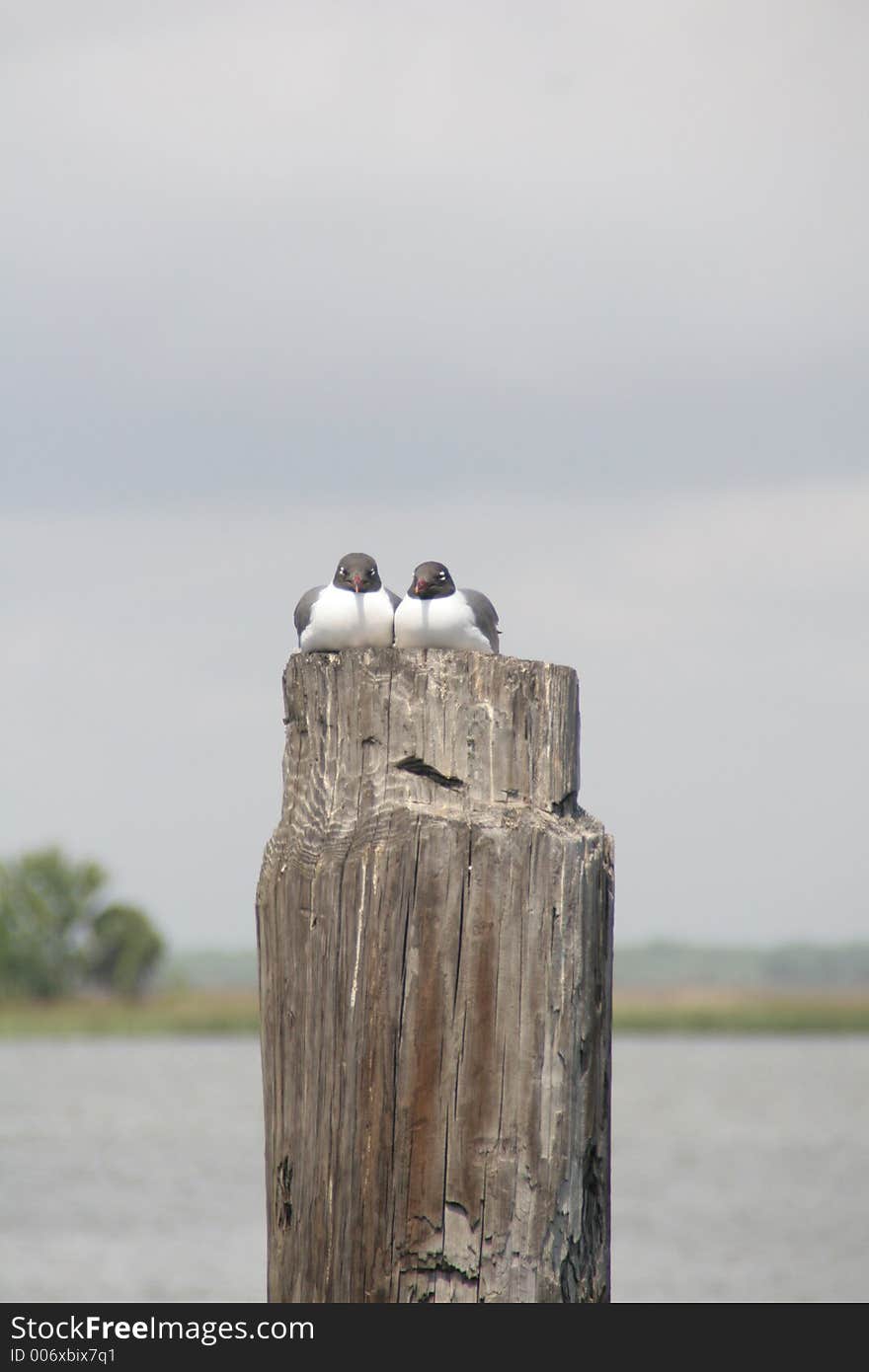 Two seagulls