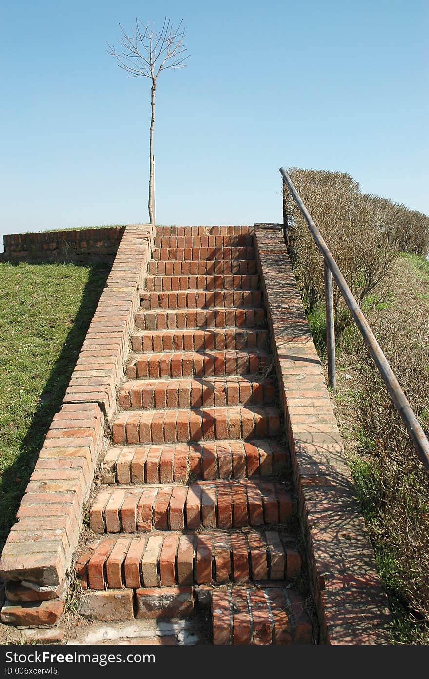 Stairs to the tree. Stairs to the tree