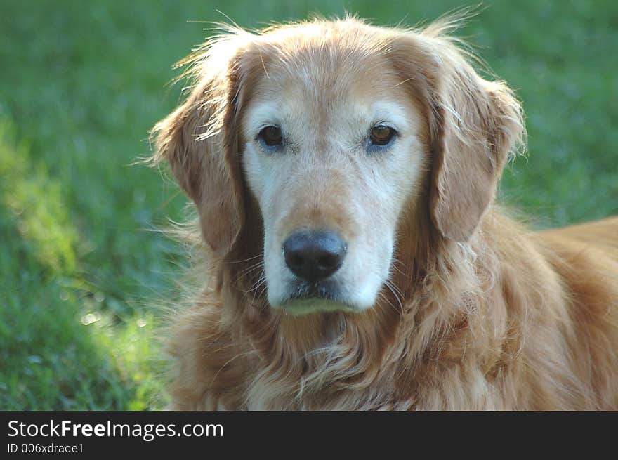 Head shot of a golden retriever