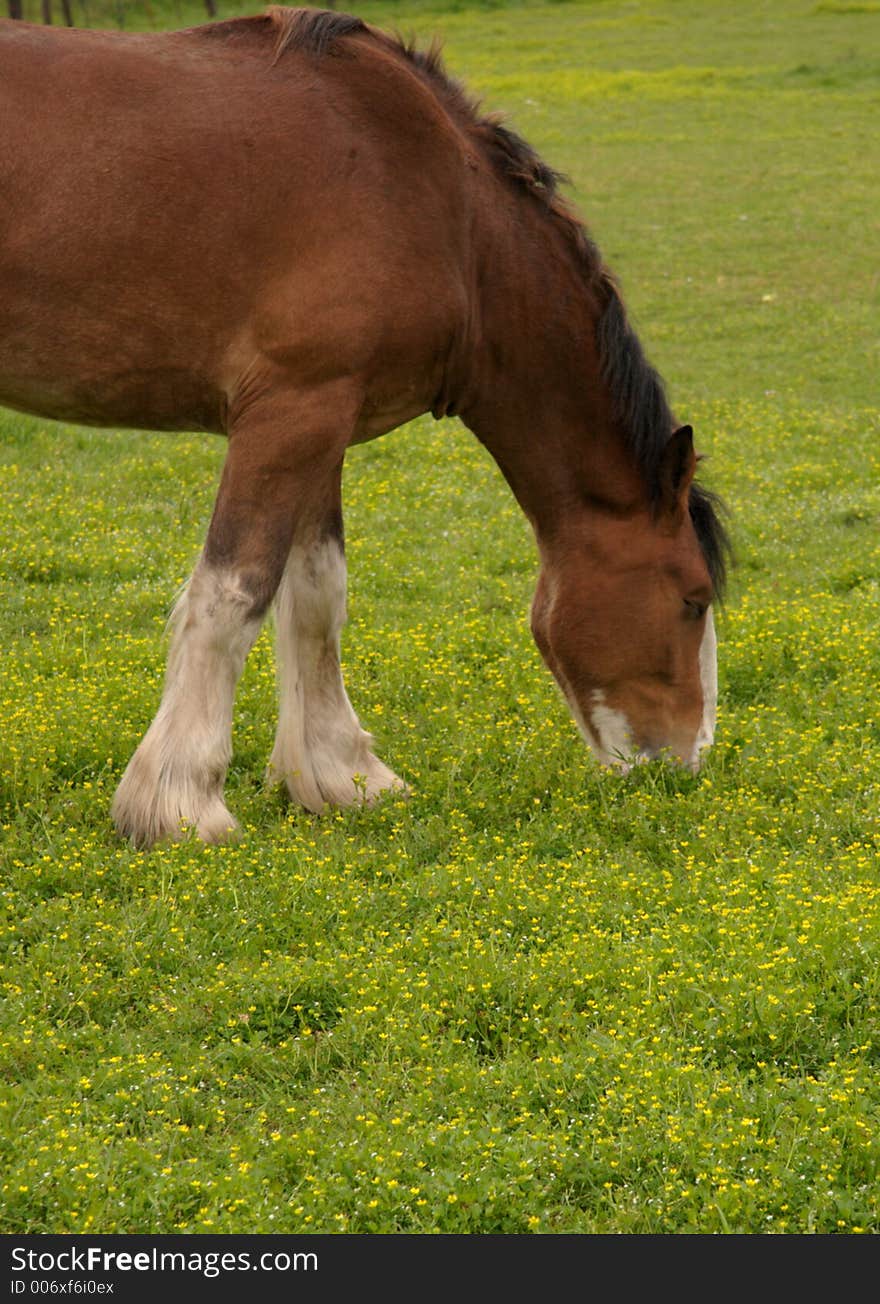 Horse grazing in a pasture