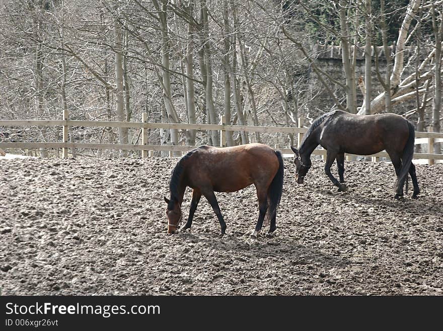 Danish horses on a field in the winter. Danish horses on a field in the winter