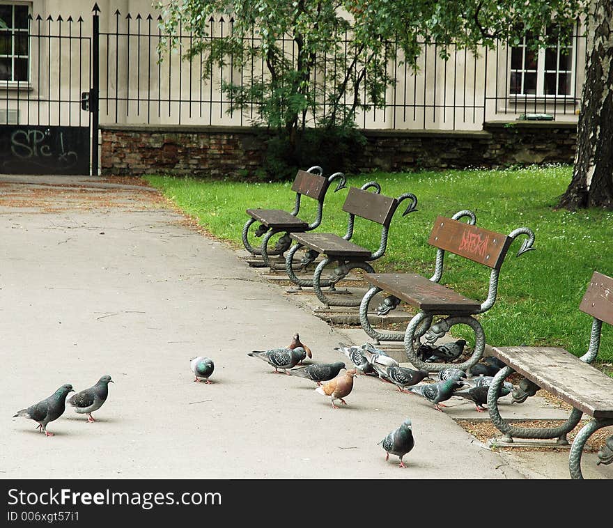 Pigeons in city park