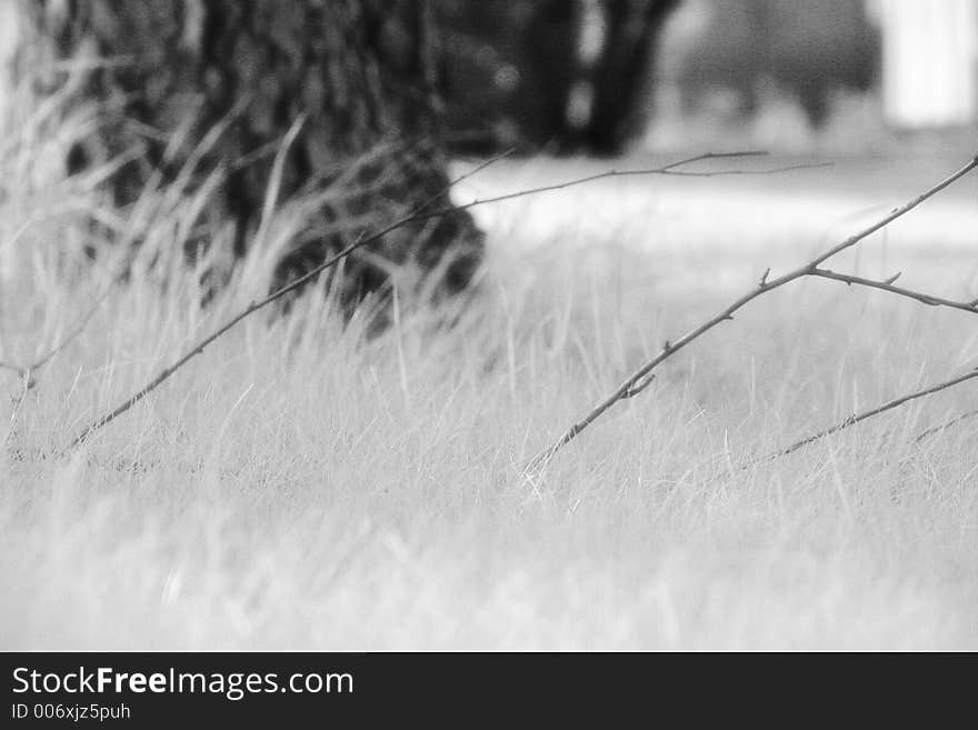 A dead branch in summer grass. A dead branch in summer grass