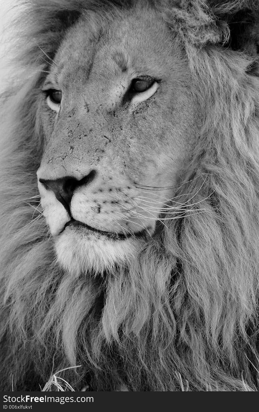 The King In Black And White.