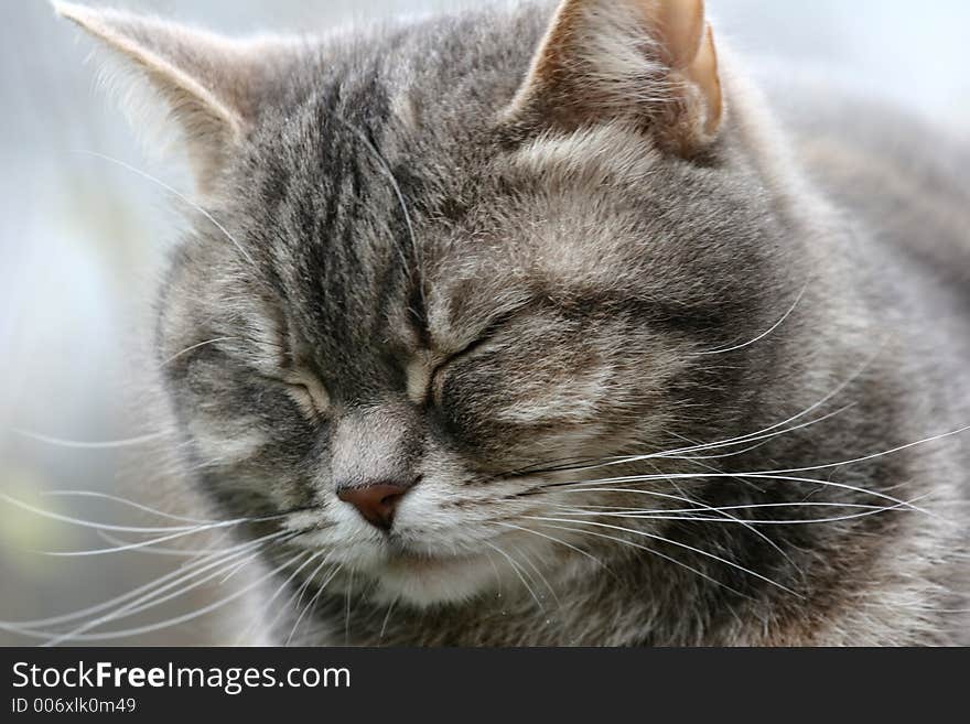 Grey cat with green eyes