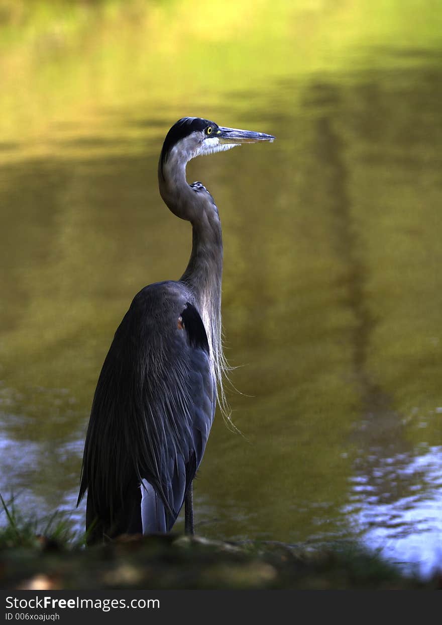 Heron