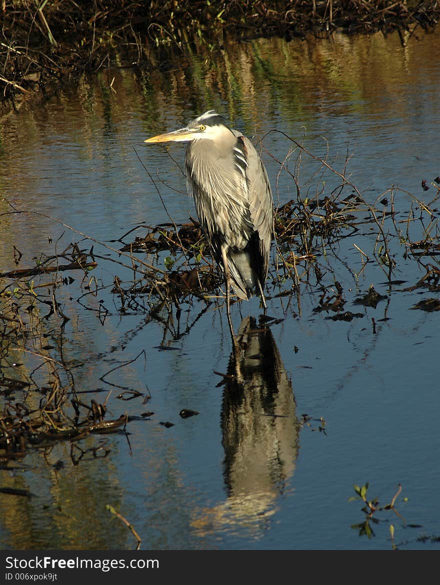 Blue Heron standing in water at Anahuac National Wildlife Refuge. Blue Heron standing in water at Anahuac National Wildlife Refuge