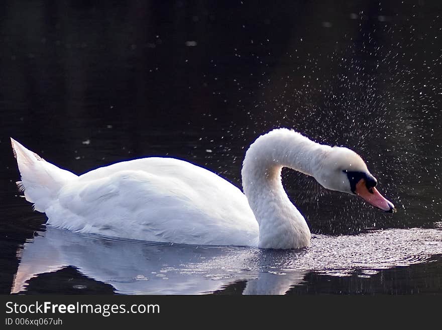 Swan on Pond