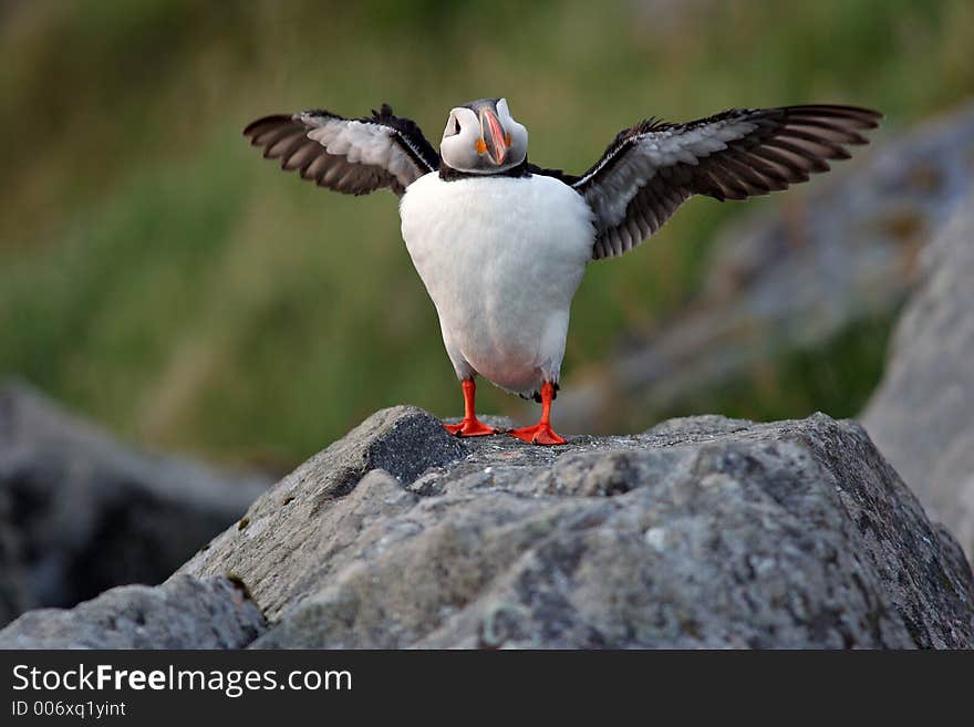 Puffin - Fratercula arctica