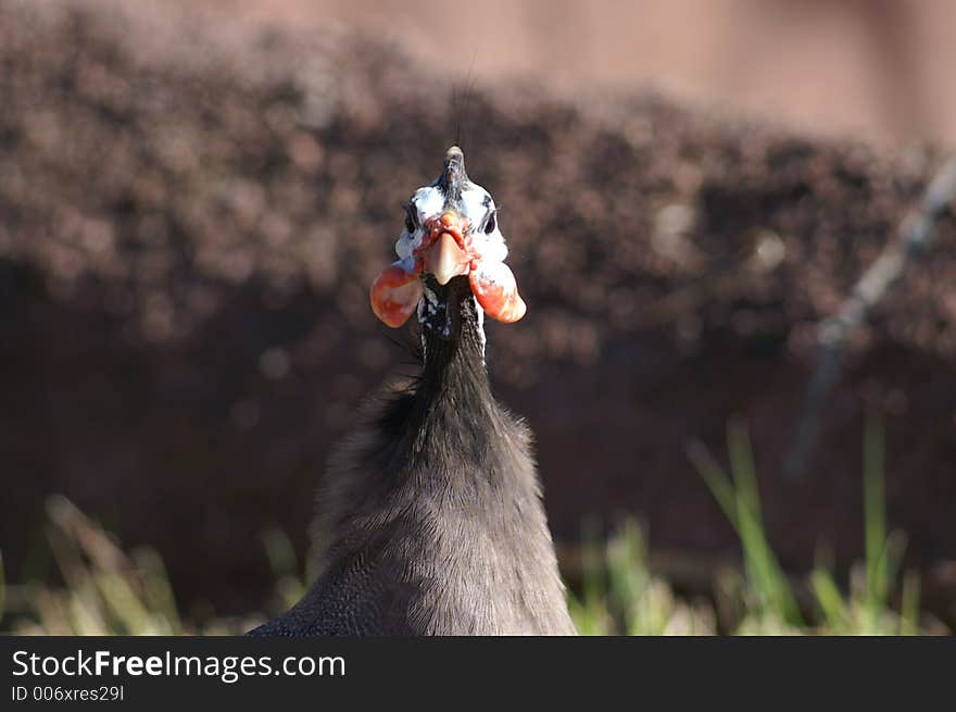 Guinea