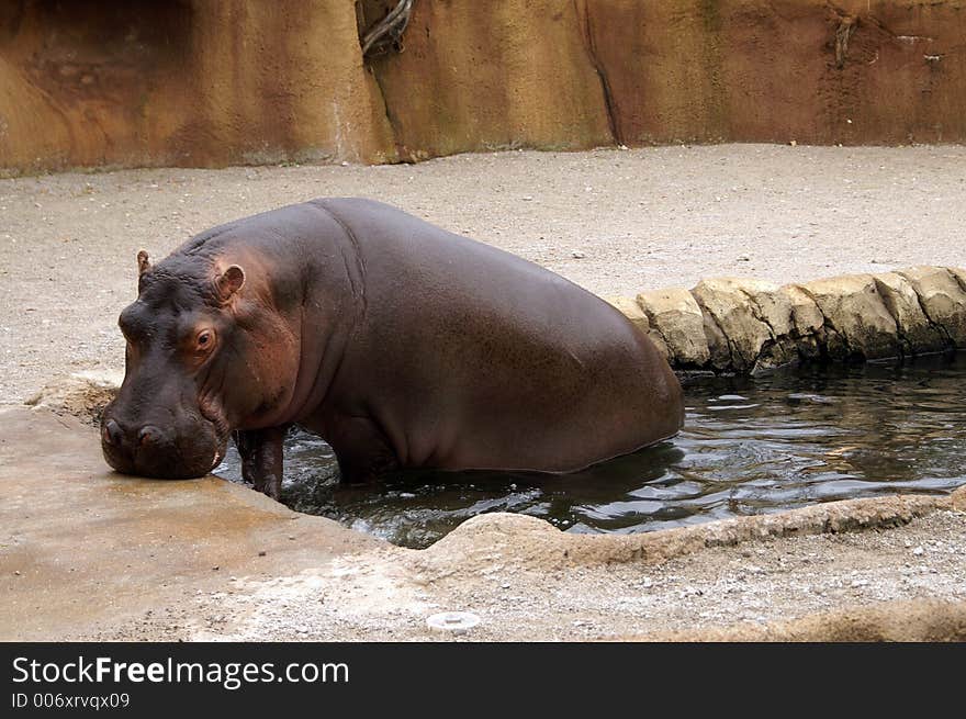 Hippopotamus at the St. Louis Zoo