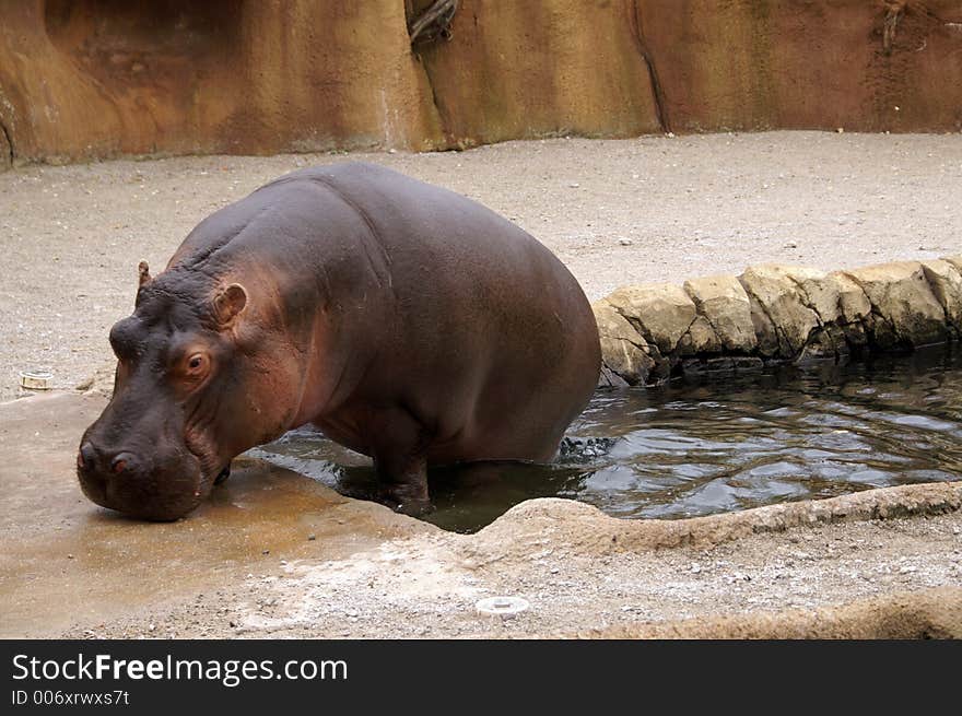 Hippopotamus at the St. Louis Zoo