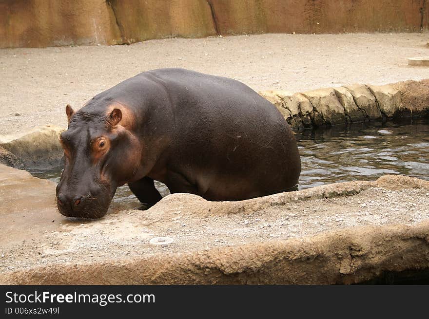 Hippo