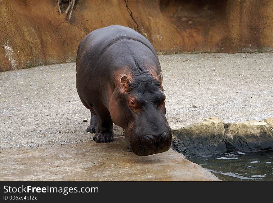 Hippopotamus at the St. Louis Zoo