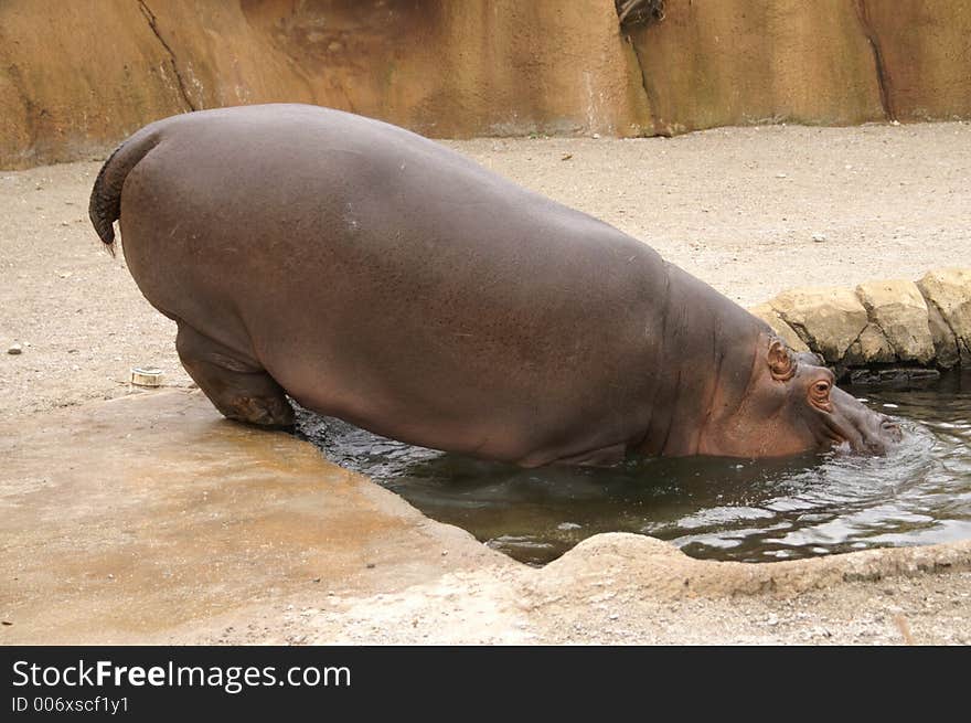 Hippopotamus at the St. Louis Zoo