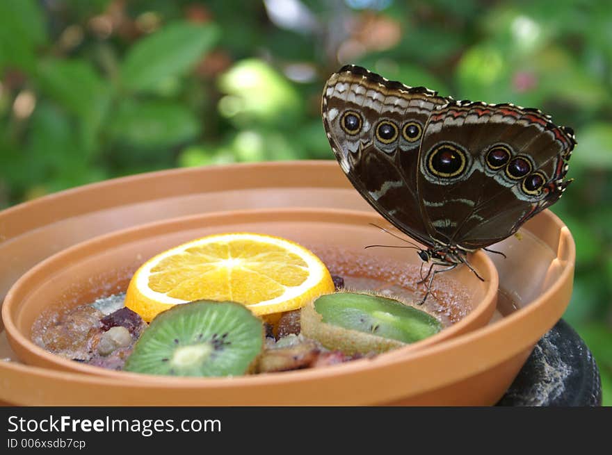 Butterfly at the St. Louis Zoo