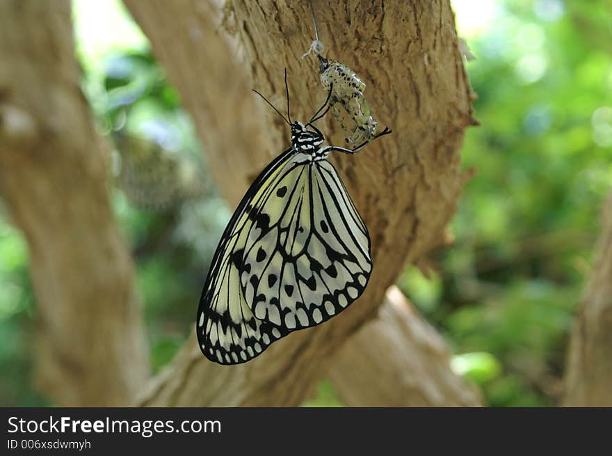 Butterfly at the St. Louis Zoo