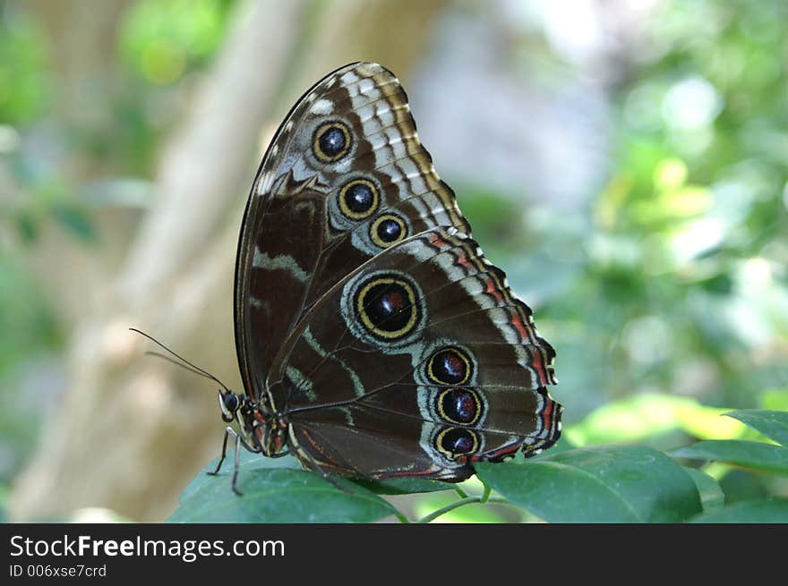 Butterfly at the St. Louis Zoo